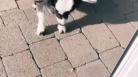 Play between animals
