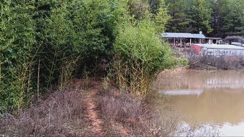 Lots of rain, pond is full! Hidden health secrets of bamboo!