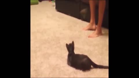 Funny and Silly Animal Cat Fail 2021 - Poor Cat get's SCARED by a SPIDER