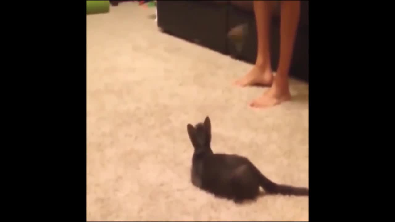 Funny and Silly Animal Cat Fail 2021 - Poor Cat get's SCARED by a SPIDER