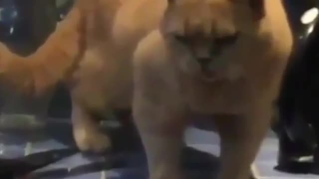 Oh No cat looks