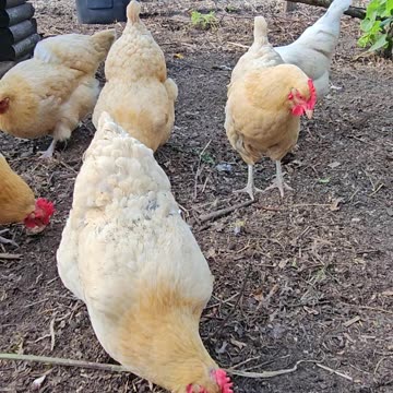 OMC! It's an action filled windy day pecking and scratching for these chickens!