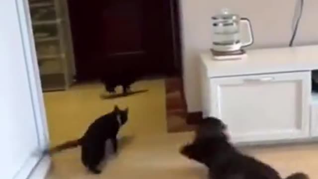 Cat racing