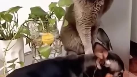Best Funny Animal Videos 2022 - Funniest Cats And Dogs Video