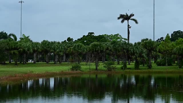 Birds Flying over a Lake