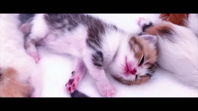 The kitten sticks to her mother every day,