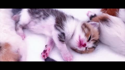 The kitten sticks to her mother every day,