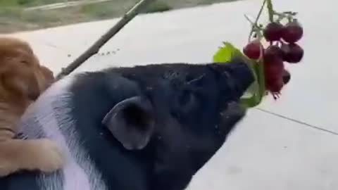 Cute animals, lovely animals #1
