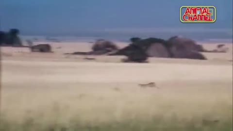 🔥🔥EPIC SPEED!!!🔥🔥 CHEETAH FASTEST RUNNING ANIMAL IN THE WORLD!!🔥🔥 !!!MUST WATCH!!!