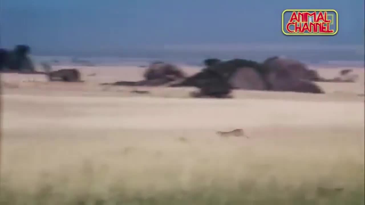 π₯π₯EPIC SPEED!!!π₯π₯ CHEETAH FASTEST RUNNING ANIMAL IN THE WORLD!!π₯π₯ !!!MUST WATCH!!!
