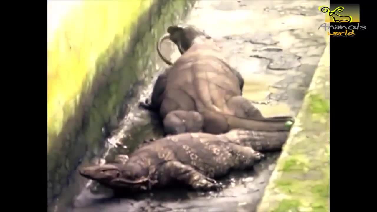 Animal Attack