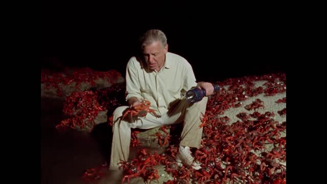 What are 100 MILLION Crabs Doing Here? | The Trials of Life | BBC Earth