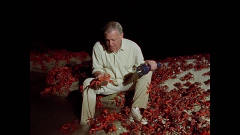 What are 100 MILLION Crabs Doing Here? | The Trials of Life | BBC Earth