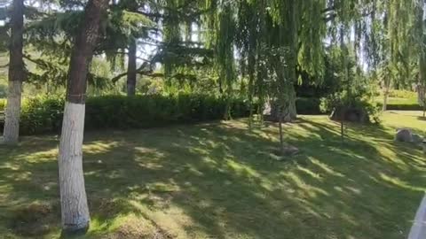 The leaves in the garden are dancing in the wind