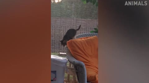 Meet the funny, the scariest and the happy: Funny Cats Compilation #00