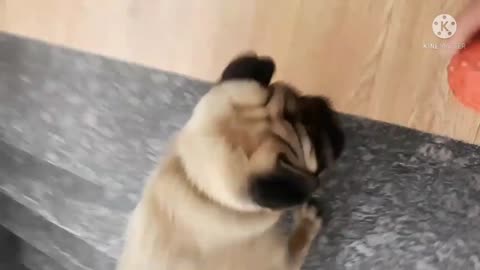Well trained dog follow command properly