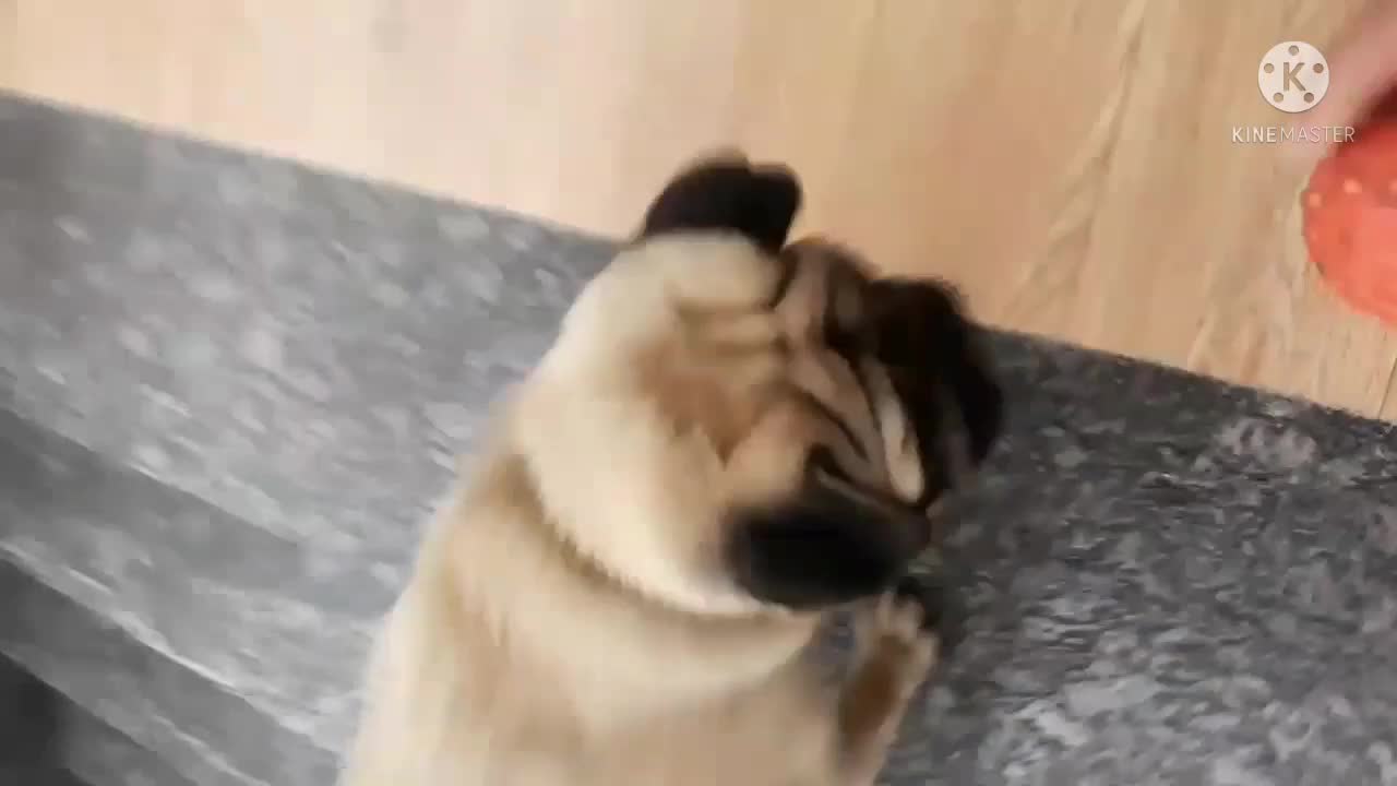 Well trained dog follow command properly