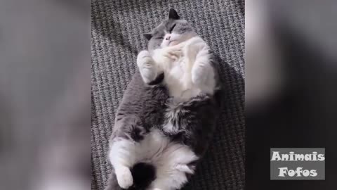 Funny Videos of CAO And CAT Animals