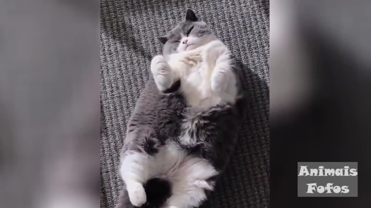 Funny Videos of CAO And CAT Animals