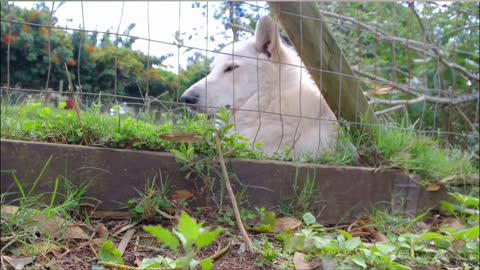 Funny and dog pets dog Video
