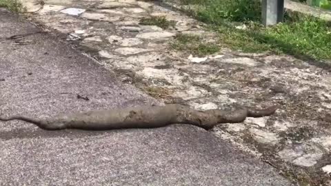 This is a beautiful and charming water-dwelling species