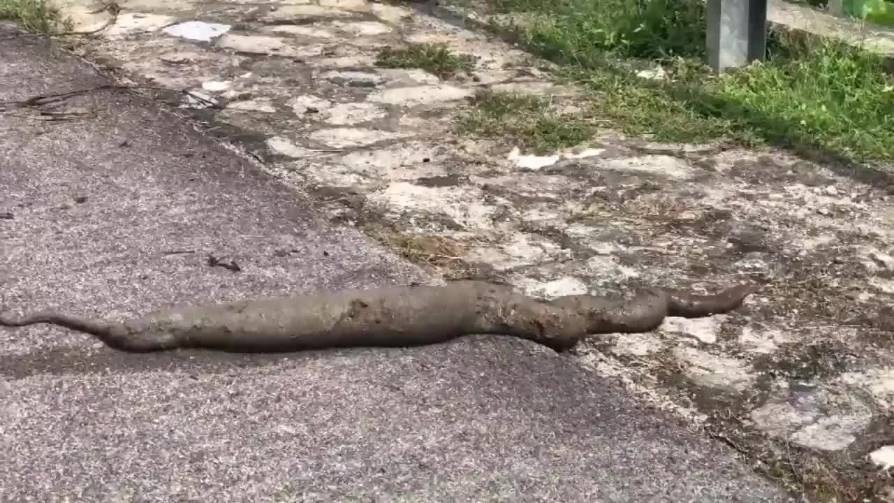 This is a beautiful and charming water-dwelling species