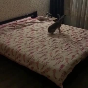 Hare #заяц #русак #кролик #hare #hair #bunny #hariton