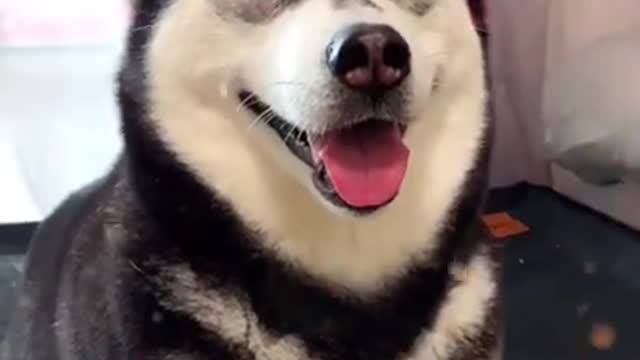 Cute and Funny Dog Videos Compilation