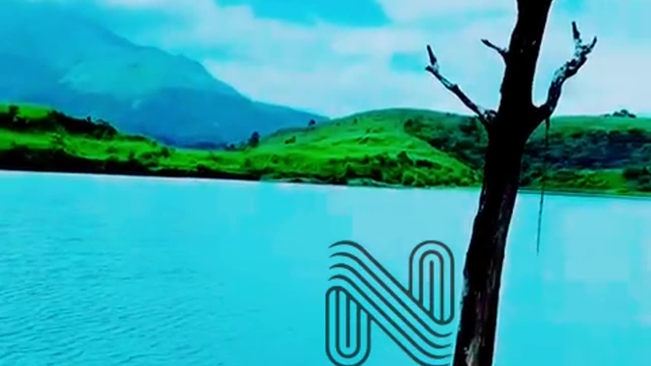 The Enchanting Beauty of Forests and Wildlife