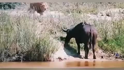 Buffalo vs. Lion