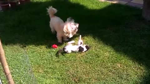 Cat and dog playing ☆