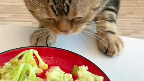 THE CAT WANTS TO STEAL😹FUNNY TO TEARS🤣