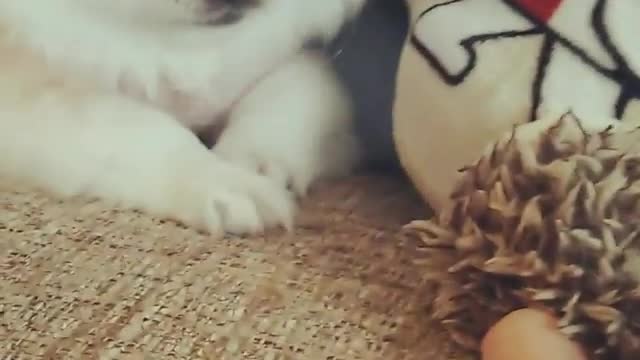 Playing with my cute puppy