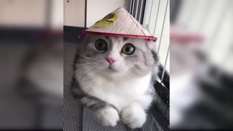 😍 CUTE CATS 😍 Baby Cats - Cute and Funny Cat Videos Compilation