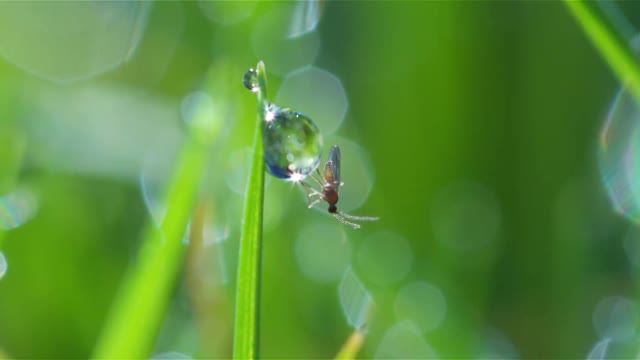 insect on dew