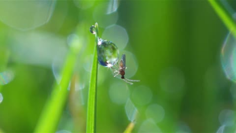 insect on dew