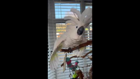 Funny Parrots Going Crazy - Funniest Parrots Compilation 2020p6