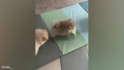 Funny animals🤣🤣🤣