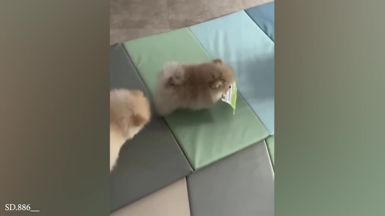 Funny animals🤣🤣🤣