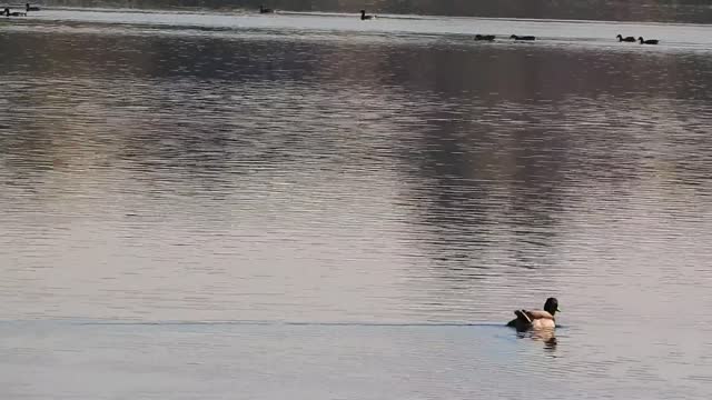 A beautiful duck swims in the middle of the lake