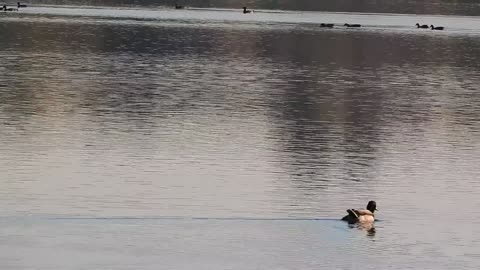 A beautiful duck swims in the middle of the lake