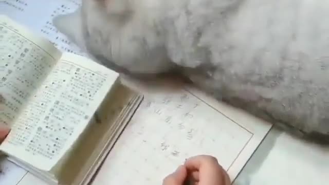 The cat is reading a book .. with a man