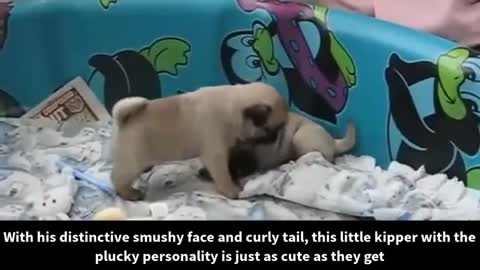 TOP 10 CUTE PUPPY BREEDS