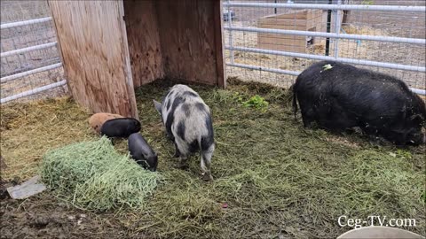 Graham Family Farm: A Dark Cold Sunday
