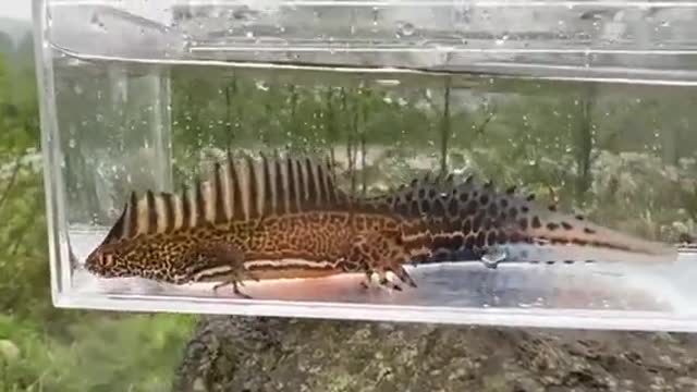 What is the name of this creature?