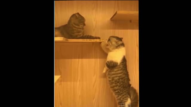 Funny cat complaining to his brother
