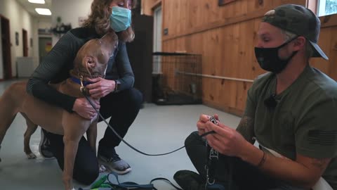 THE LIFE OF THE TERRIFIED PITBULL WAS CHANGED AS A RESULT OF THIS...