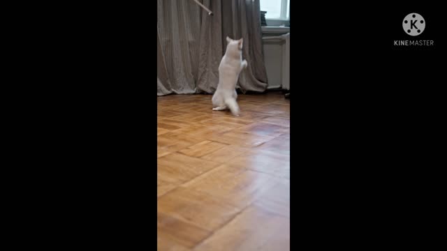Cats- baby cats Cute and Funny Video compilation