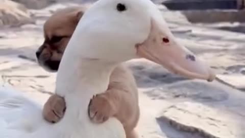 "Ducky-Puppy Love" :-)