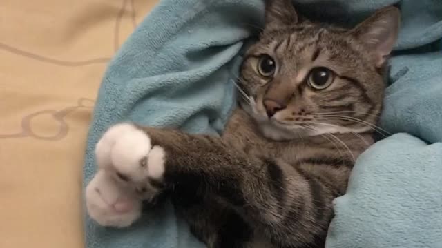 Bothered the cat